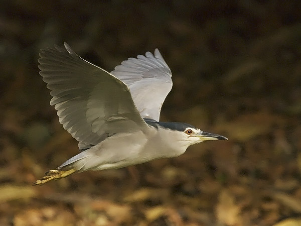 Yöhaikara, Black-crowned Night Heron, Nycticorax nycticorax